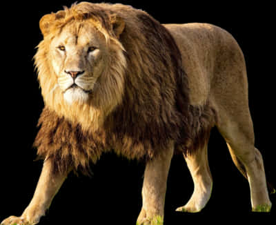 Majestic Lion Isolatedon Black PNG