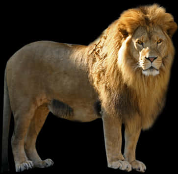 Majestic_ Lion_ Black_ Background.jpg PNG