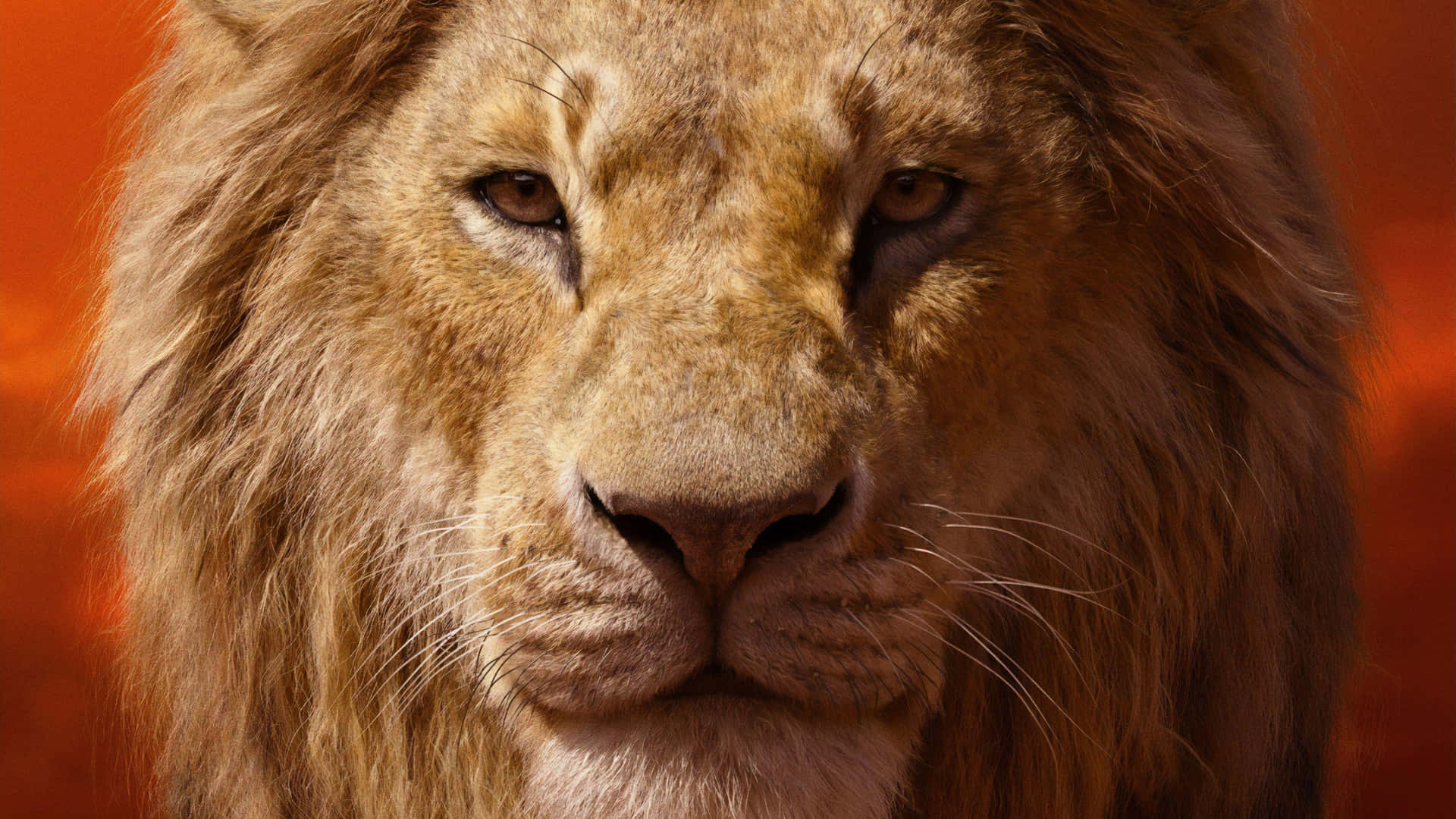 Majestic Lion Portrait Wallpaper