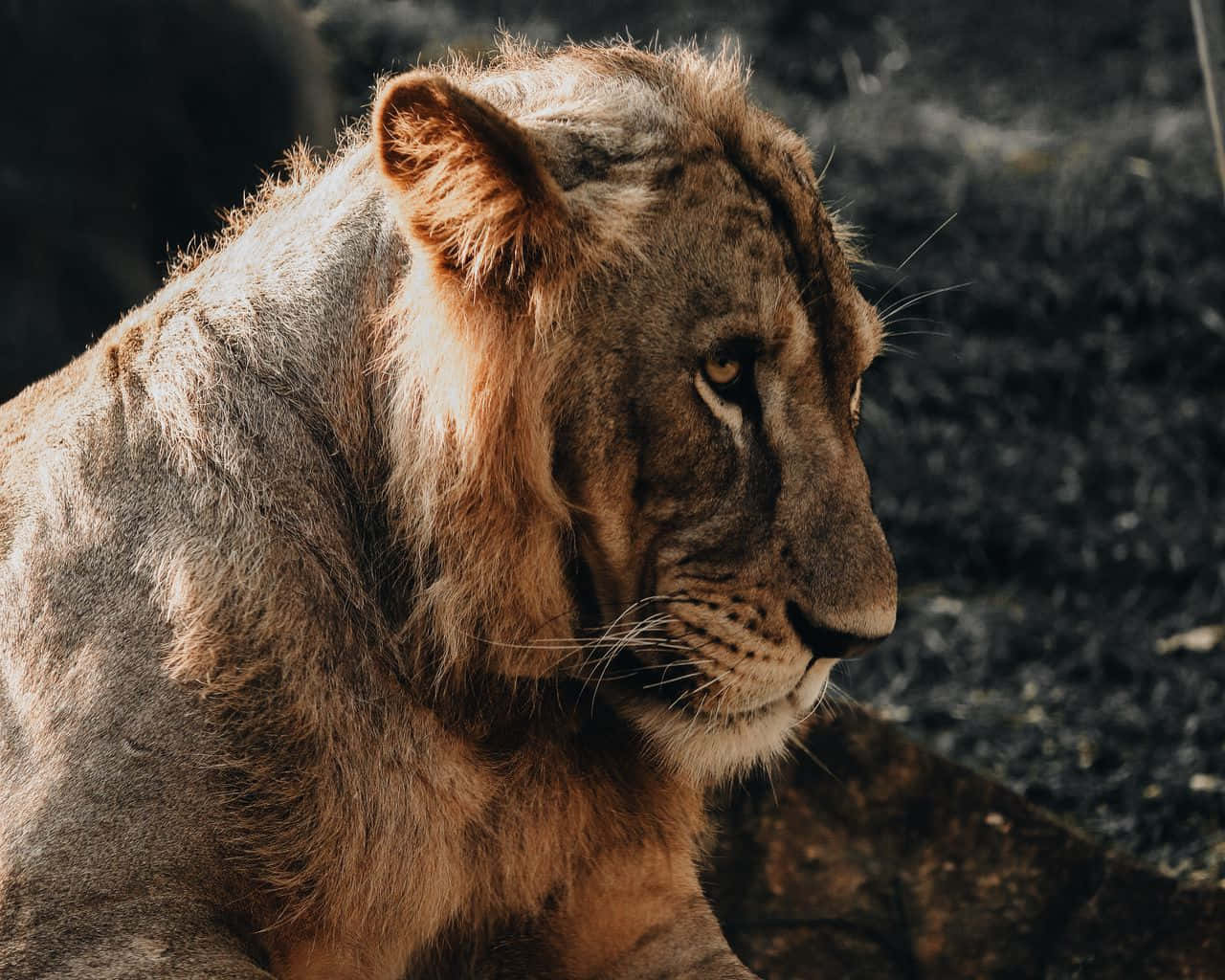 Majestic Lion Profile Wallpaper
