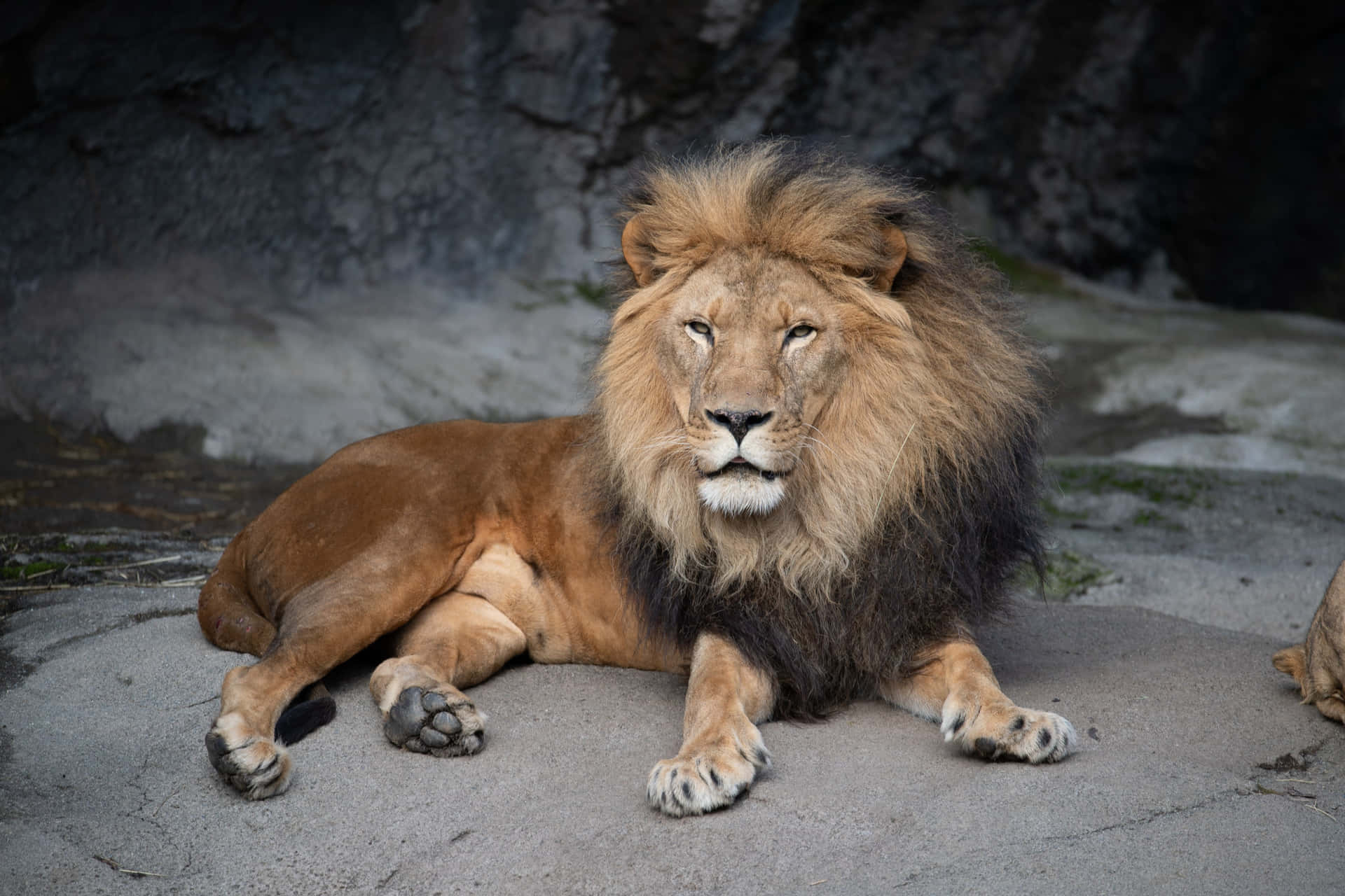 Majestic Lion Resting Woodland Park Zoo Wallpaper