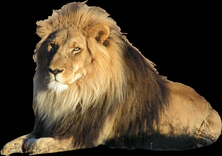 Majestic Lion Restingin Sunlight PNG