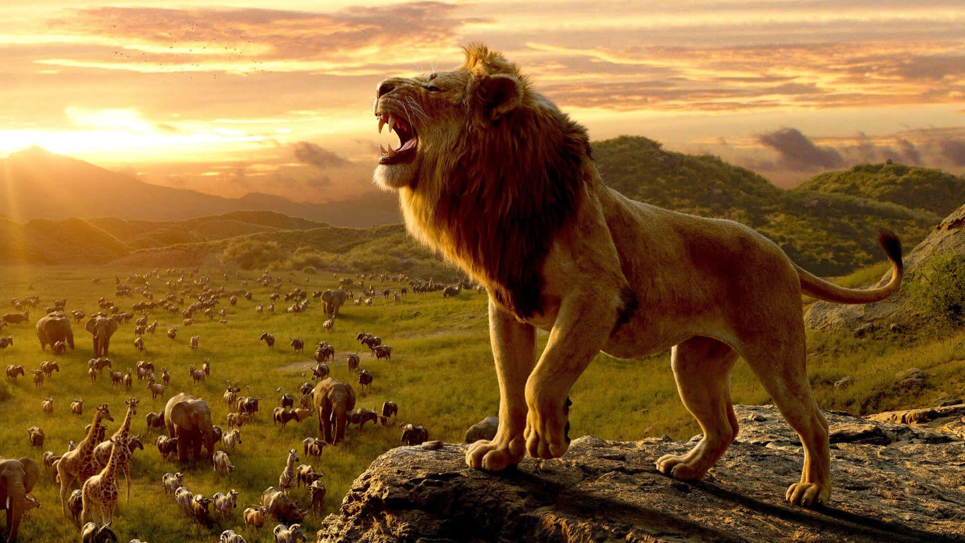 Majestic Lion Roaringat Sunset Wallpaper