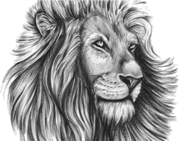 Majestic Lion Sketch Artwork PNG