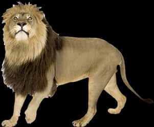 Majestic Lion Standing Isolated PNG