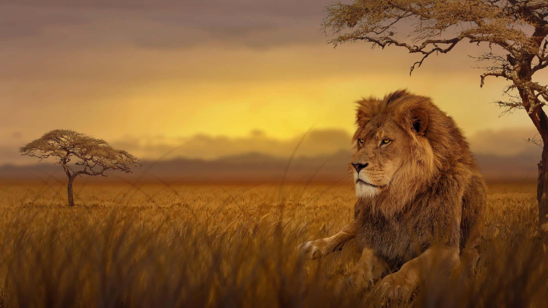 Majestic Lion Sunset Savanna4 K Wallpaper