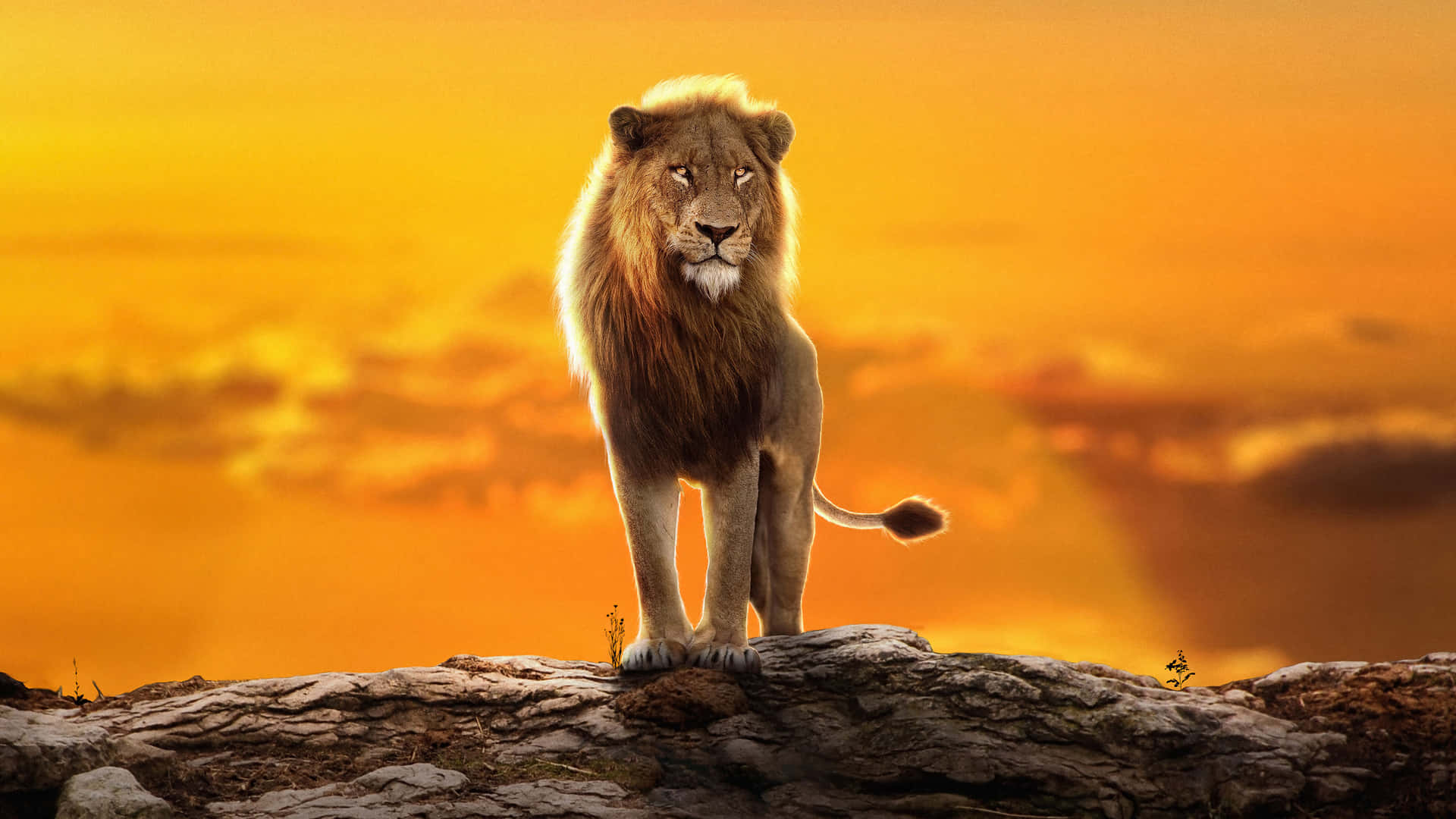 Majestic Lion Sunset Silhouette Wallpaper