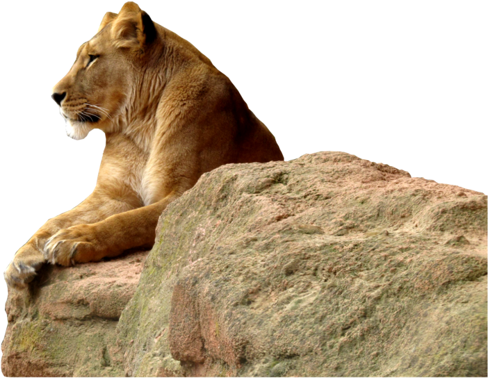 Majestic Lioness On Rock PNG