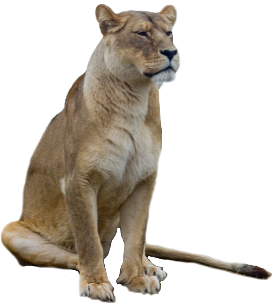 Majestic Lioness Sitting P N G PNG
