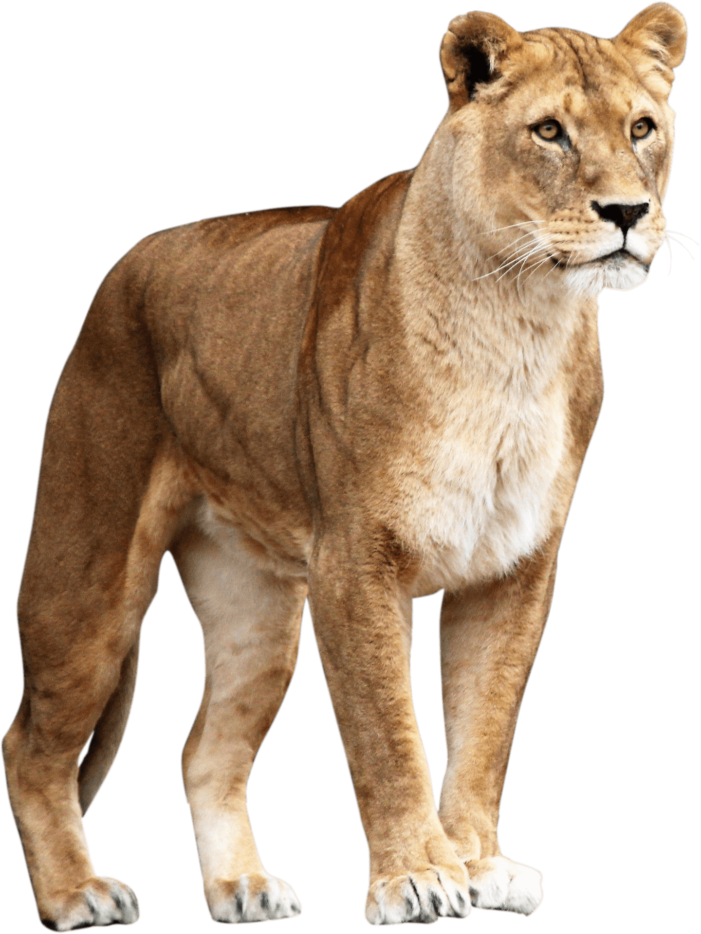 Majestic Lioness Standing PNG