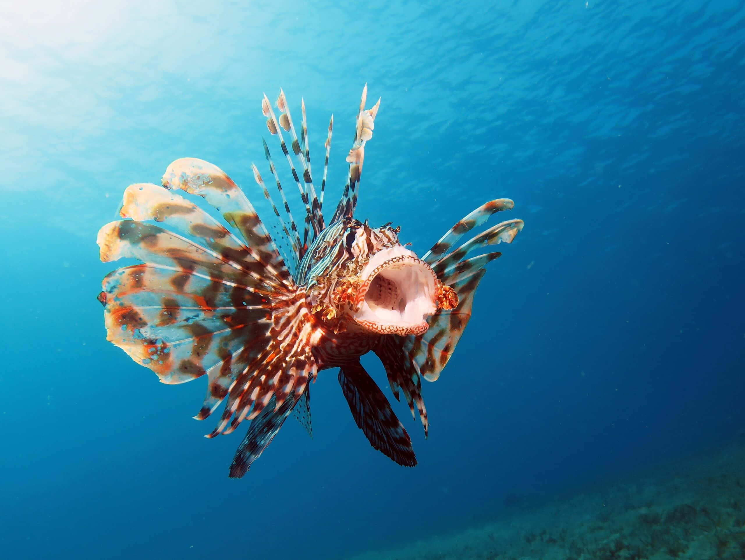 Majestic Lionfish In Vibrant Underwater Scene Wallpaper