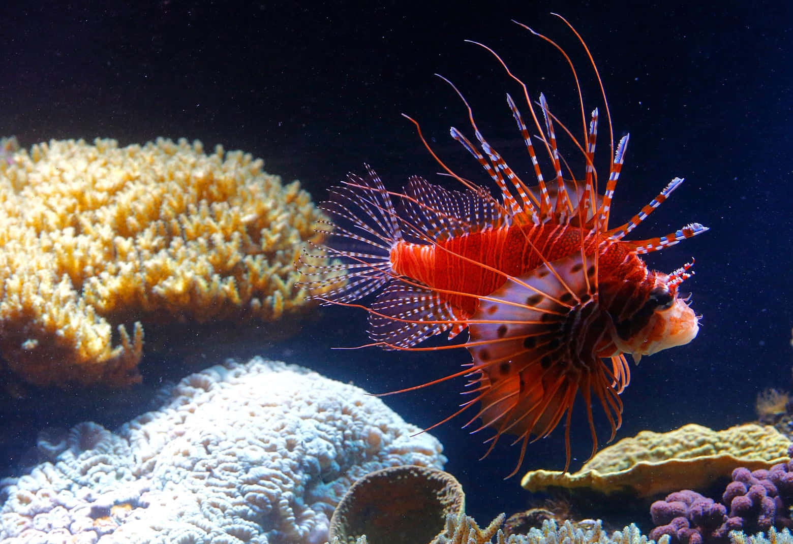 Majestic Lionfish Swimming In The Deep Blue Sea Wallpaper