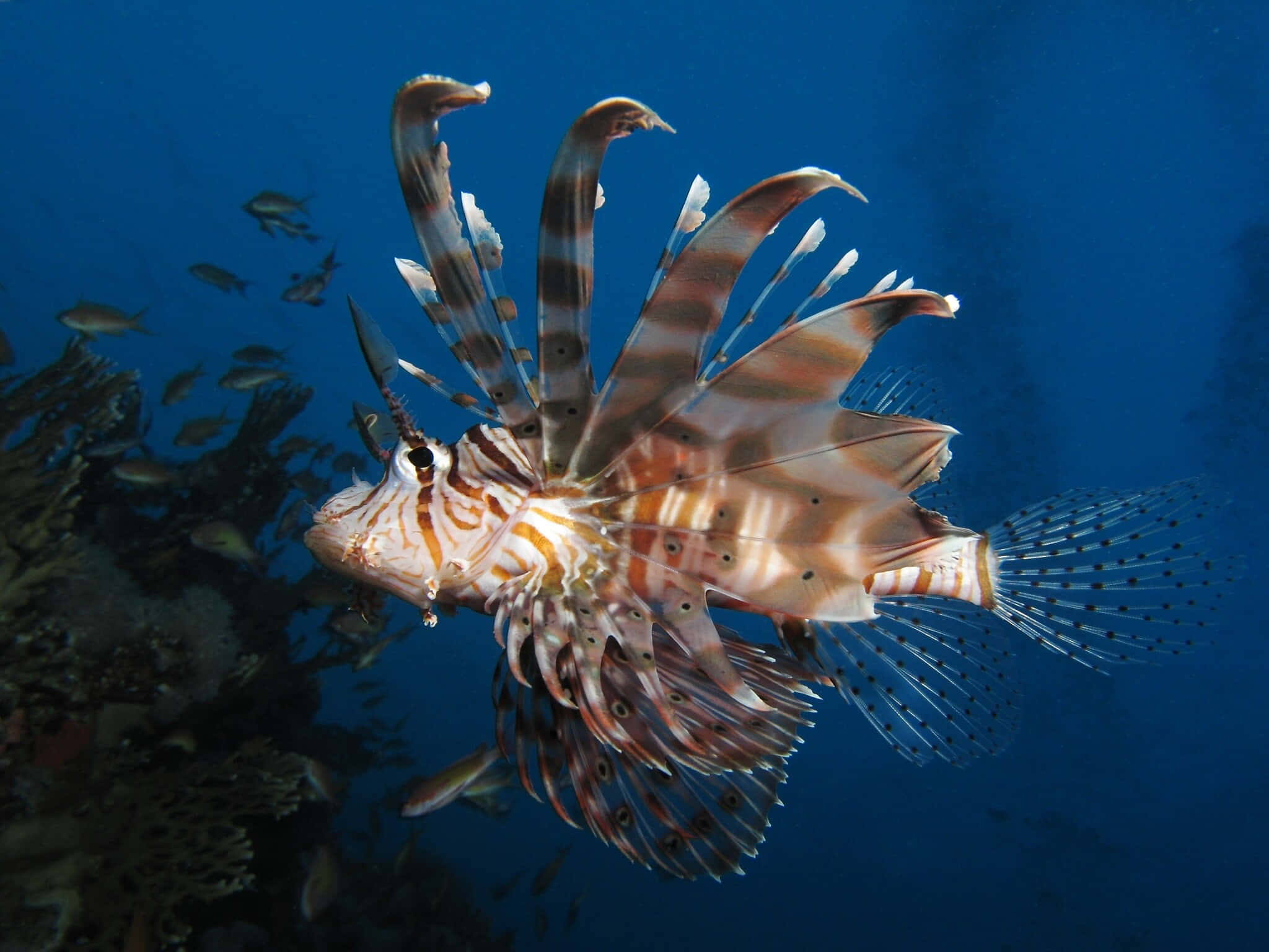 Majestic Lionfish Swimming In The Deep Ocean Wallpaper