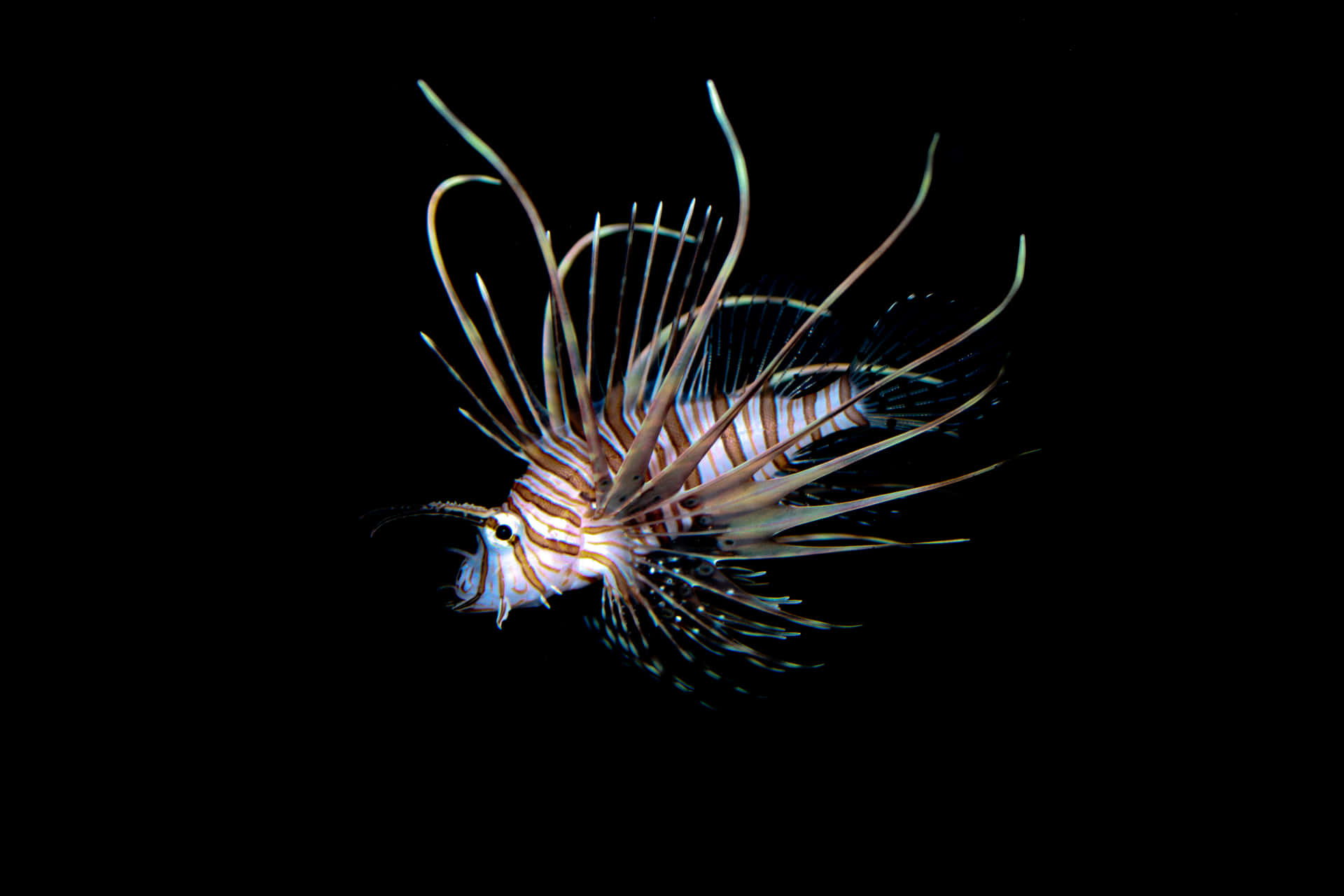 Majestic Lionfish Swimming In The Ocean Depths Wallpaper