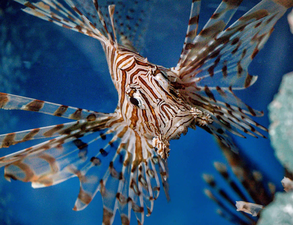 Majestic Lionfish Swimming Under The Sea Wallpaper