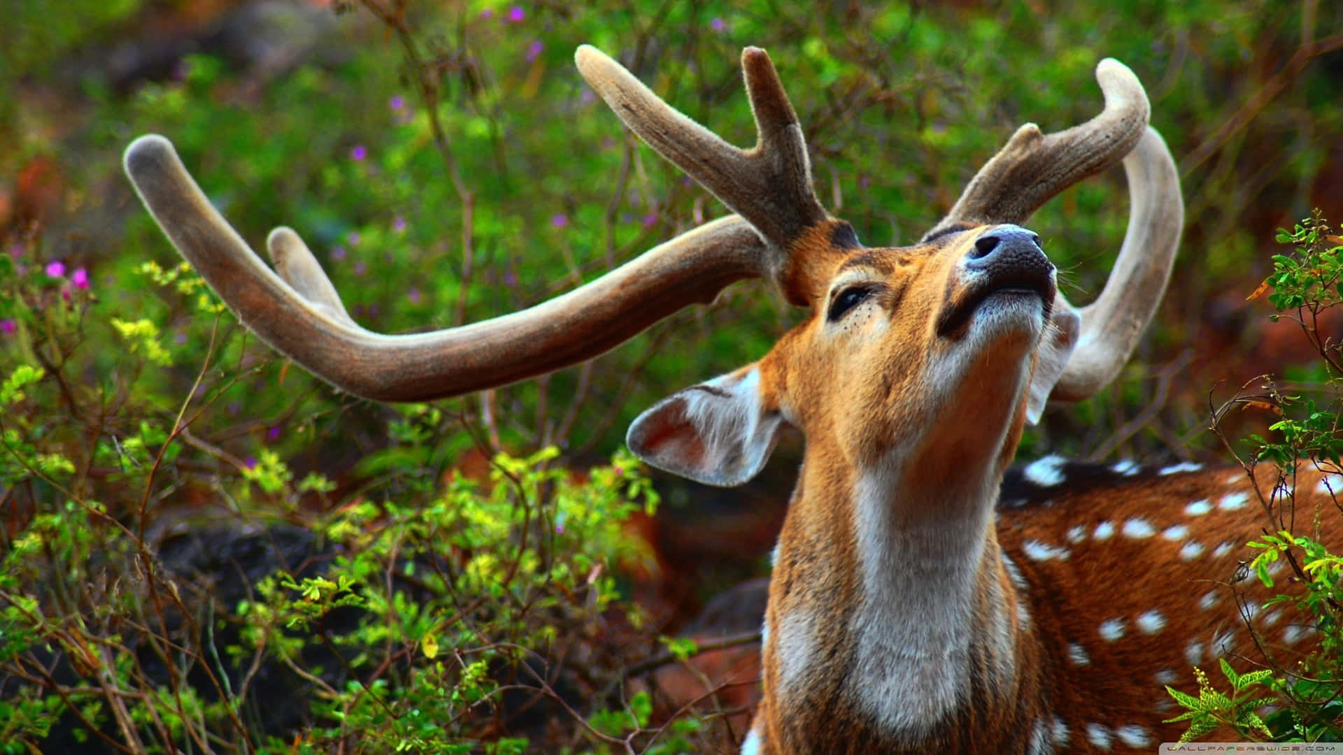 Majestic Lone Elk Amid Nature's Serenity Wallpaper