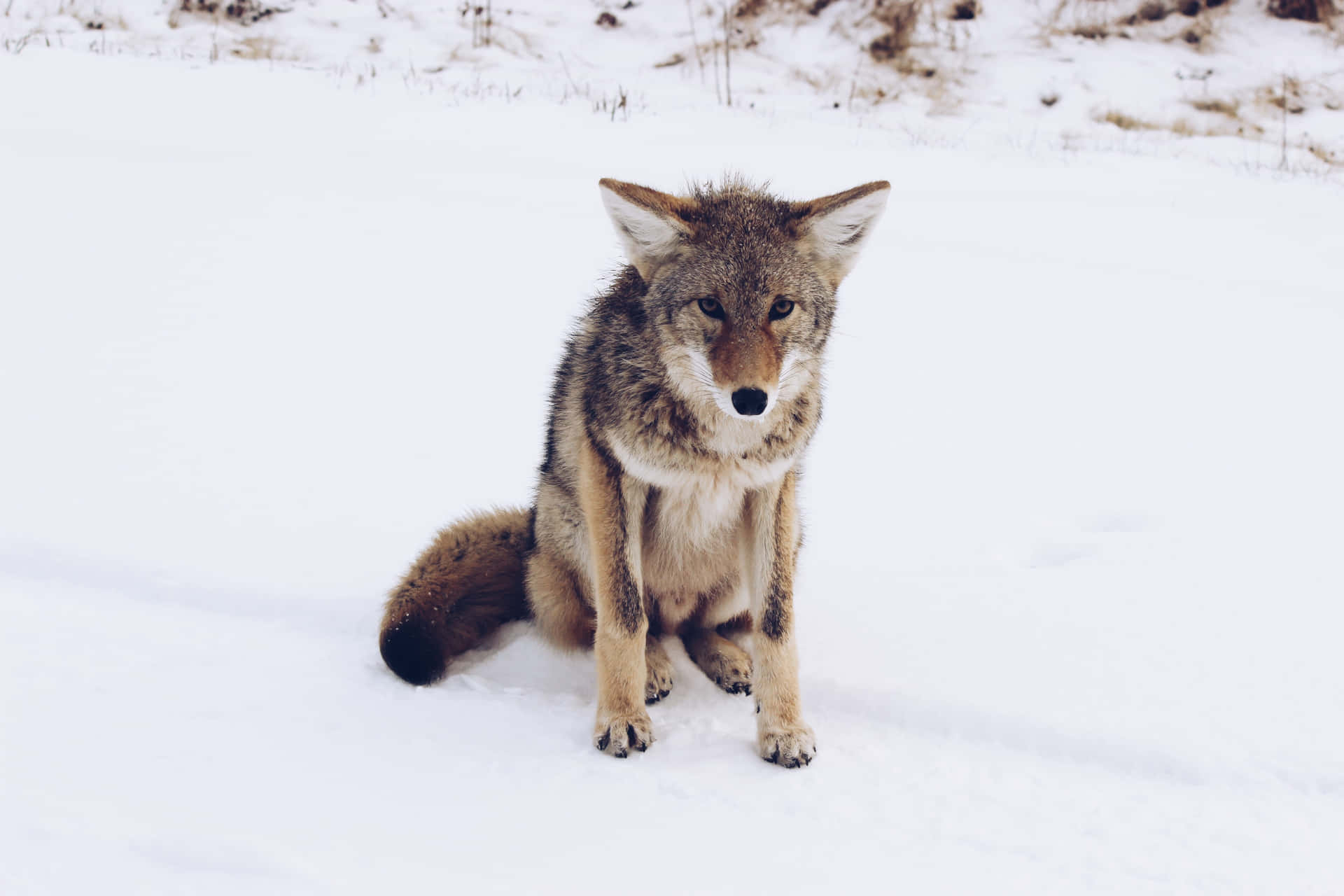 Majestic Lone Wolf In Chilly Winter Wallpaper