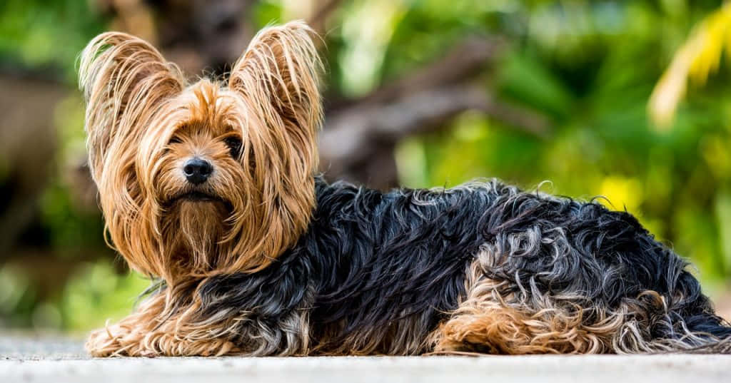 Majestic Long-haired Dog Admiring The Outdoors Wallpaper