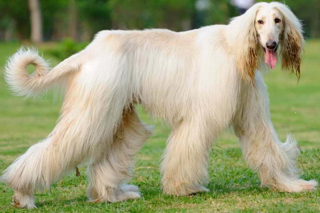 Majestic Long-haired Dog Enjoying Outdoors Wallpaper