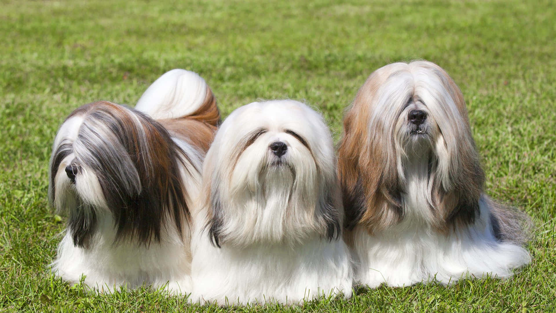 Majestic Long-haired Dog In Nature Wallpaper