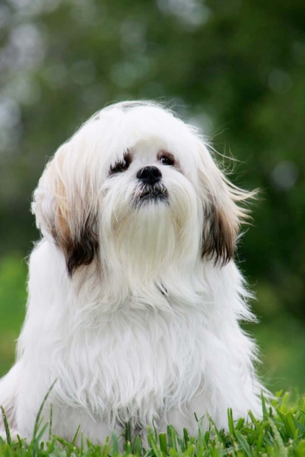 Majestic Long-haired Dog In Nature Wallpaper