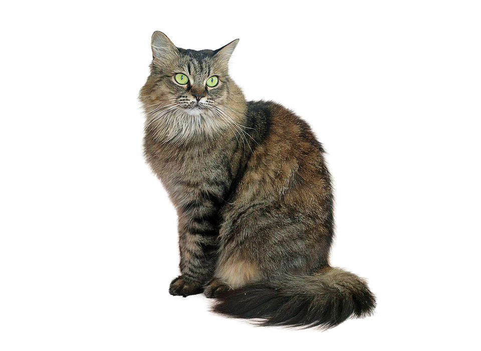 Majestic Longhaired Cat PNG