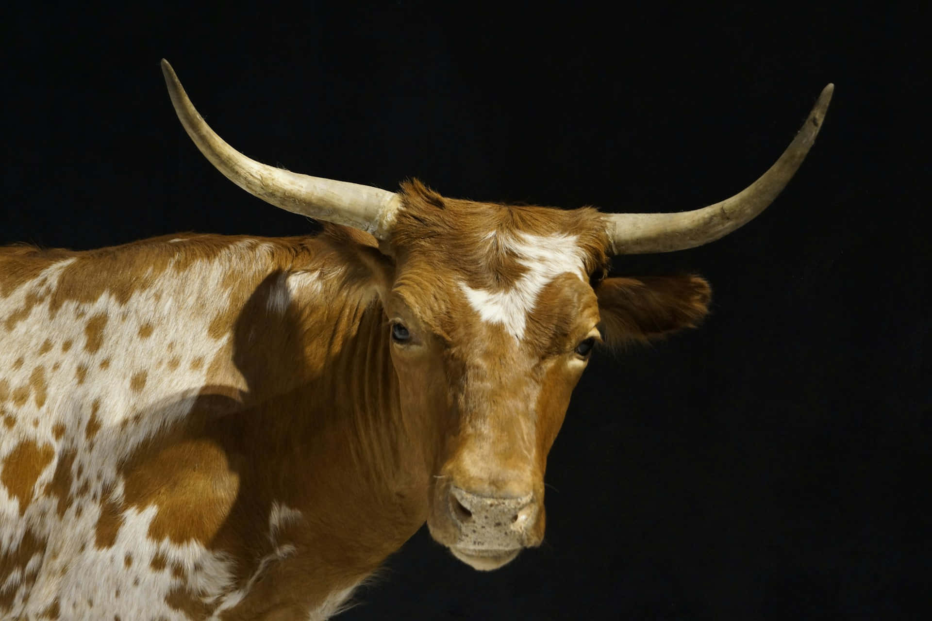 Majestic Longhorn Cow Portrait Wallpaper