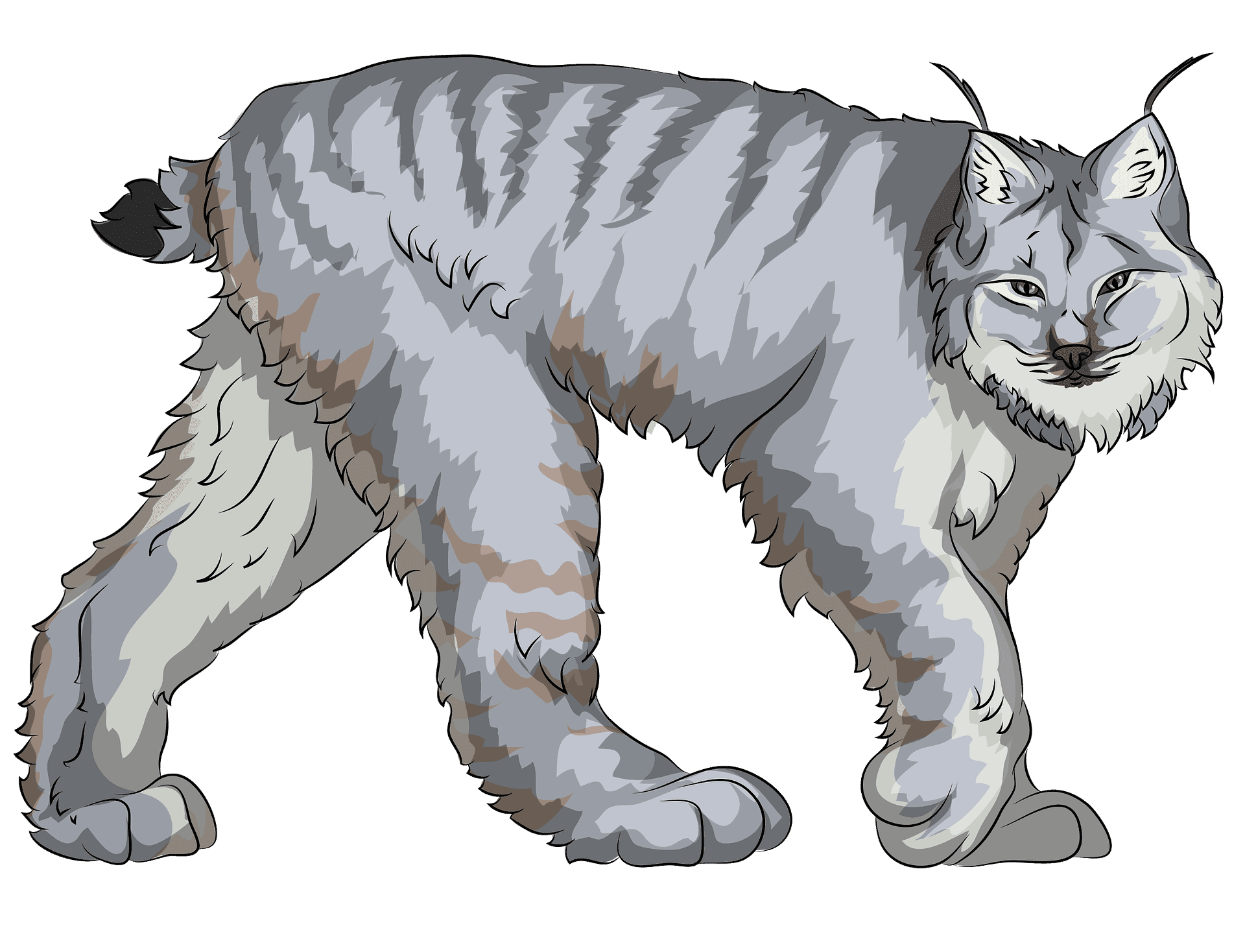 Majestic Lynx Walking Illustration PNG