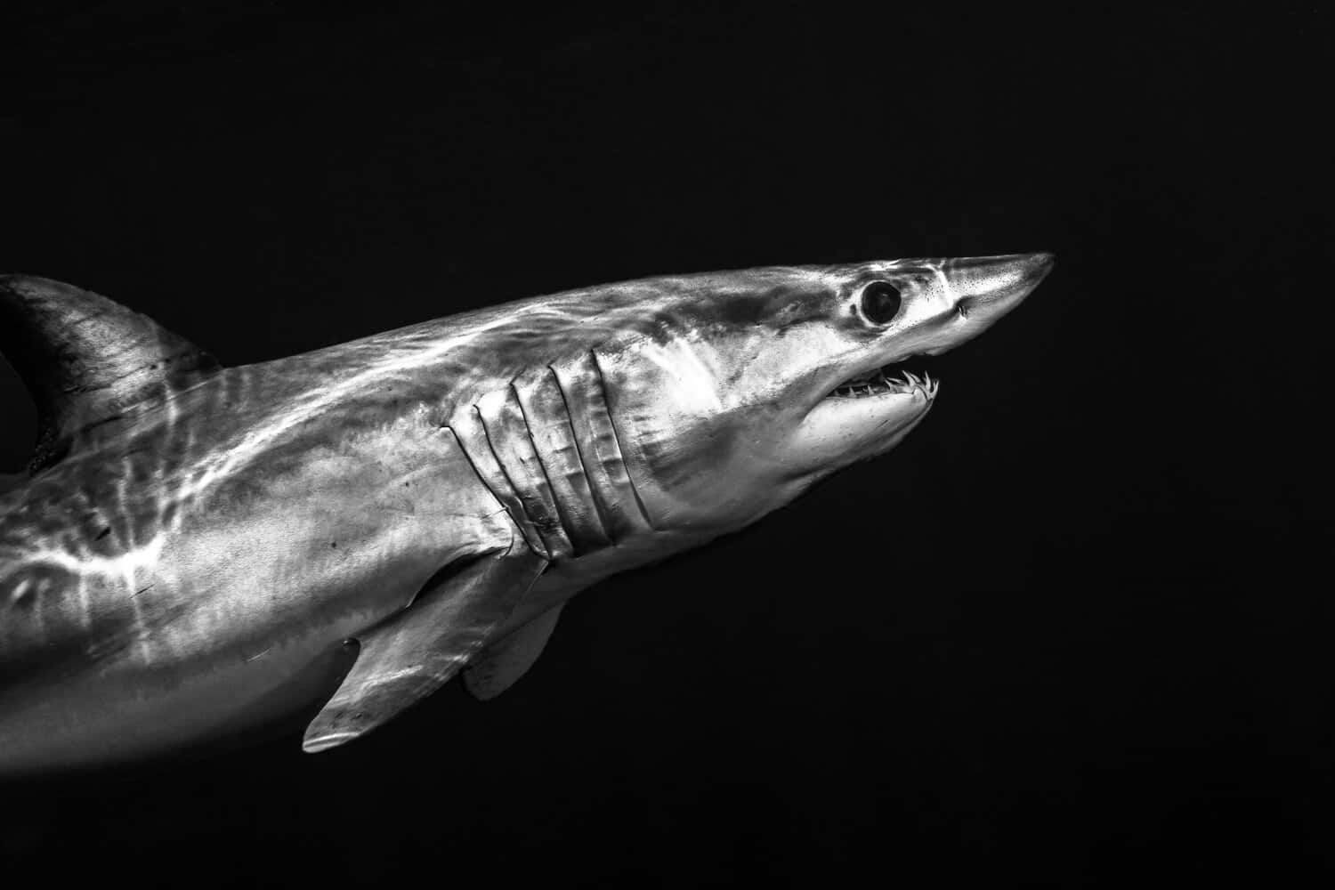 Majestic Mako Shark Blackand White Wallpaper