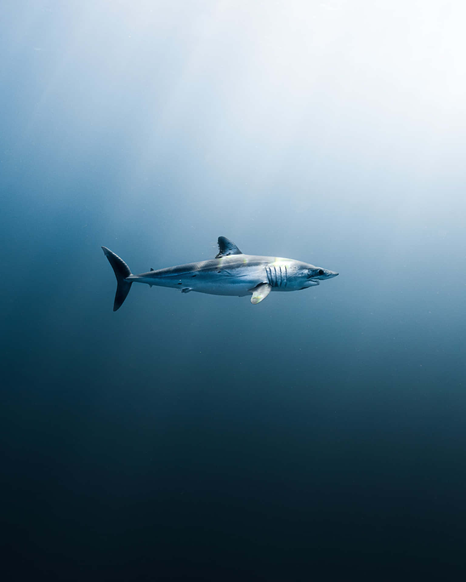 Majestic Mako Shark Swimming Underwater.jpg Wallpaper
