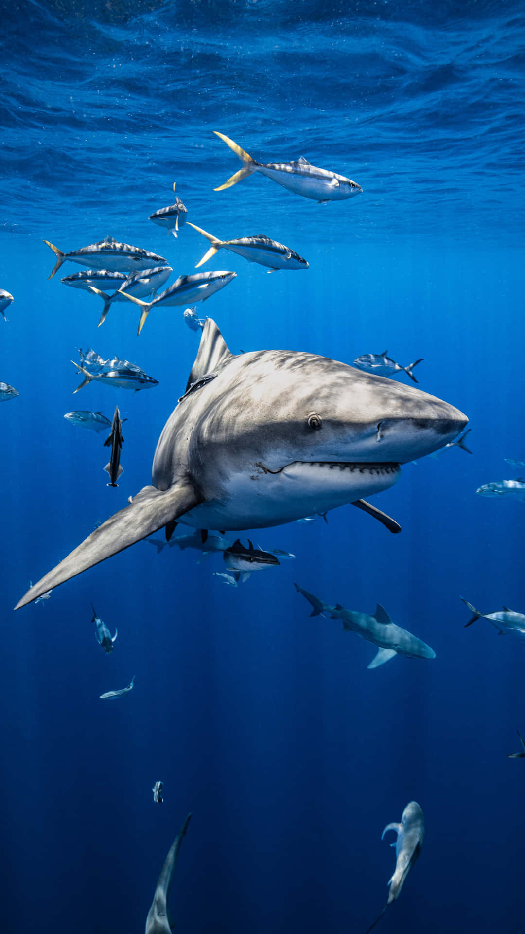 Majestic Mako Shark Swimming With Fish Wallpaper
