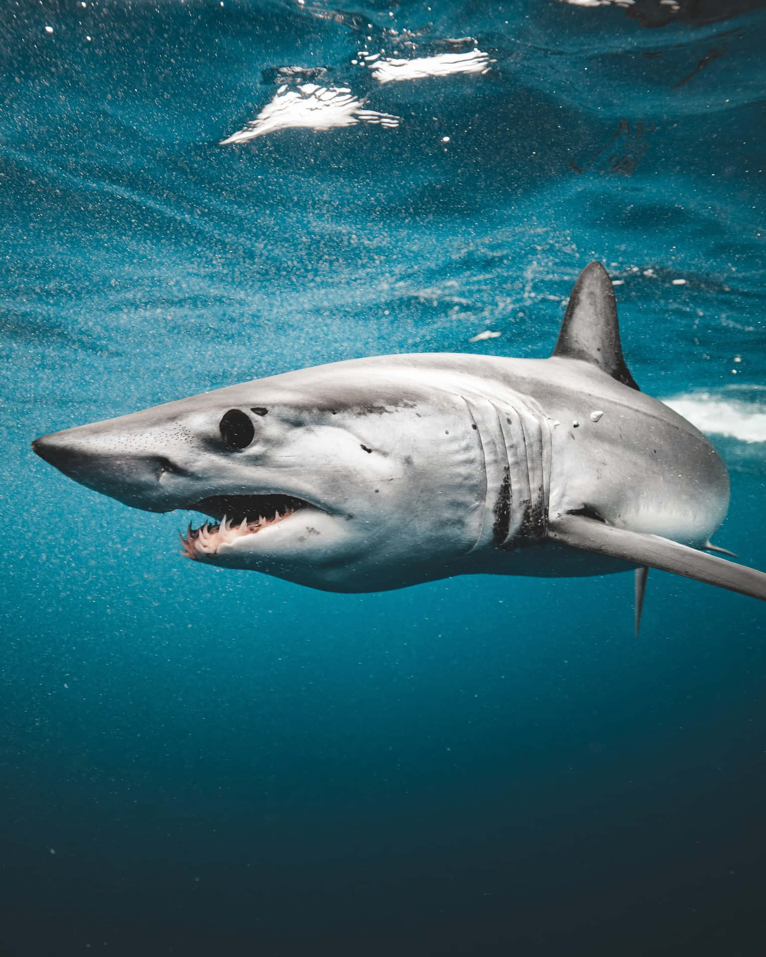 Majestic Mako Shark Underwater Wallpaper