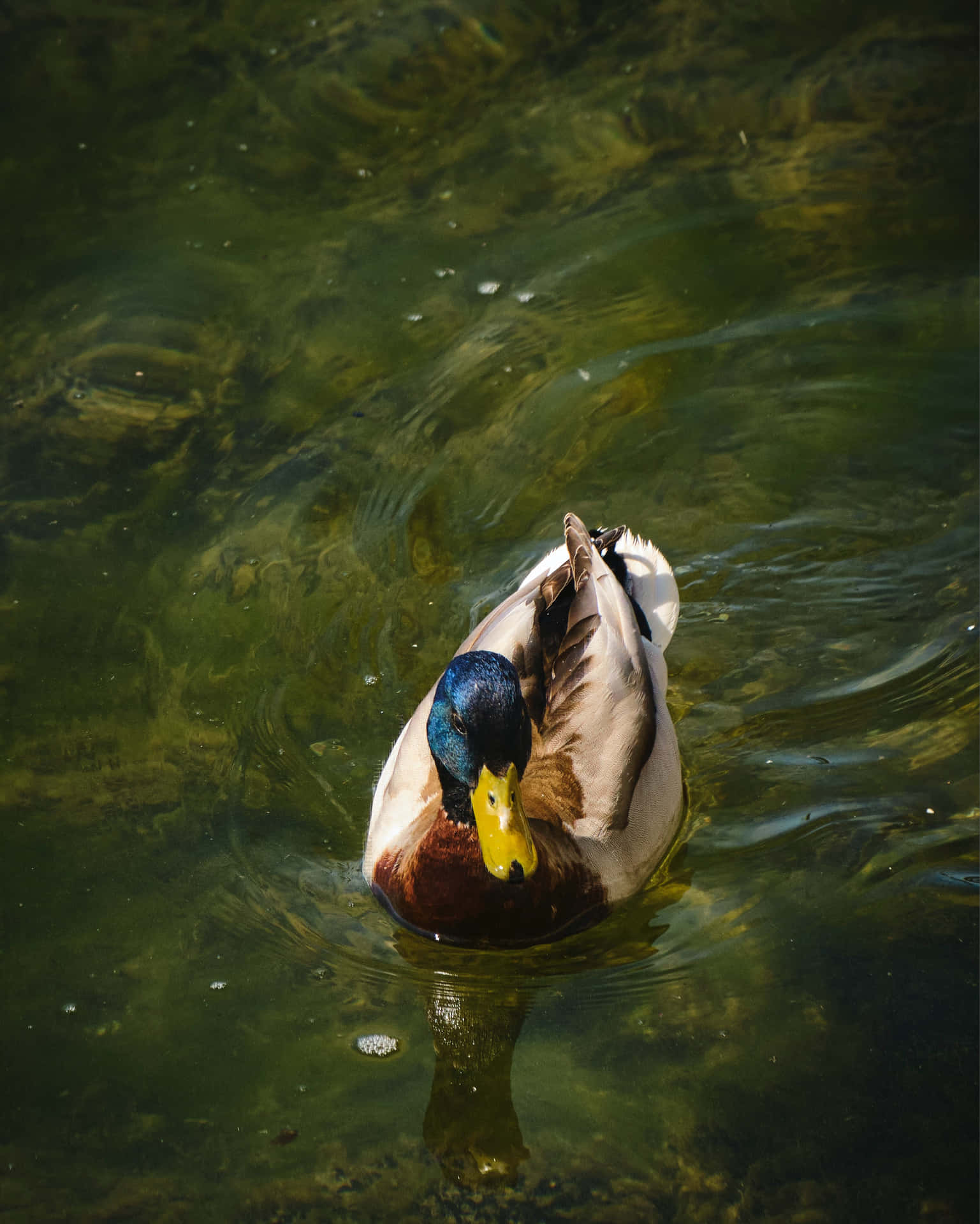 Majestic Mallard Duck On Tranquil Lake