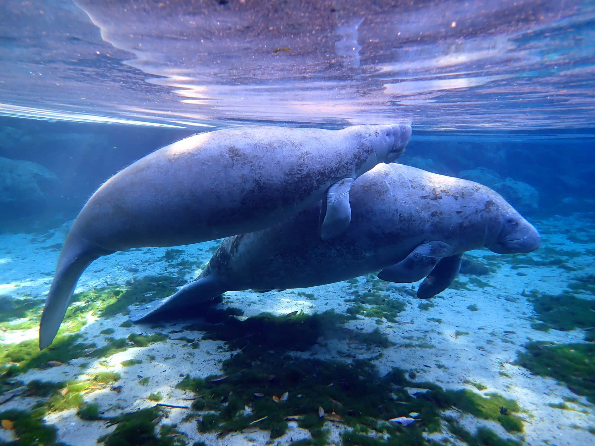 Majestic Manatee Gliding Through Clear Blue Waters Wallpaper