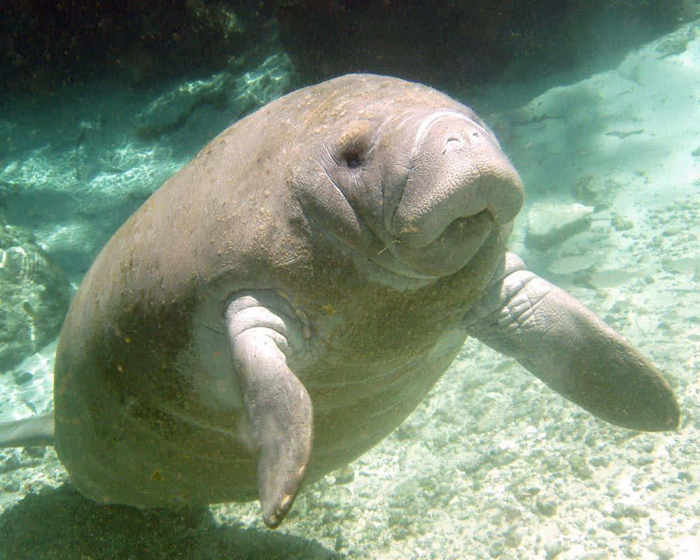 Majestic Manatee Gliding Under Clear Waters Wallpaper