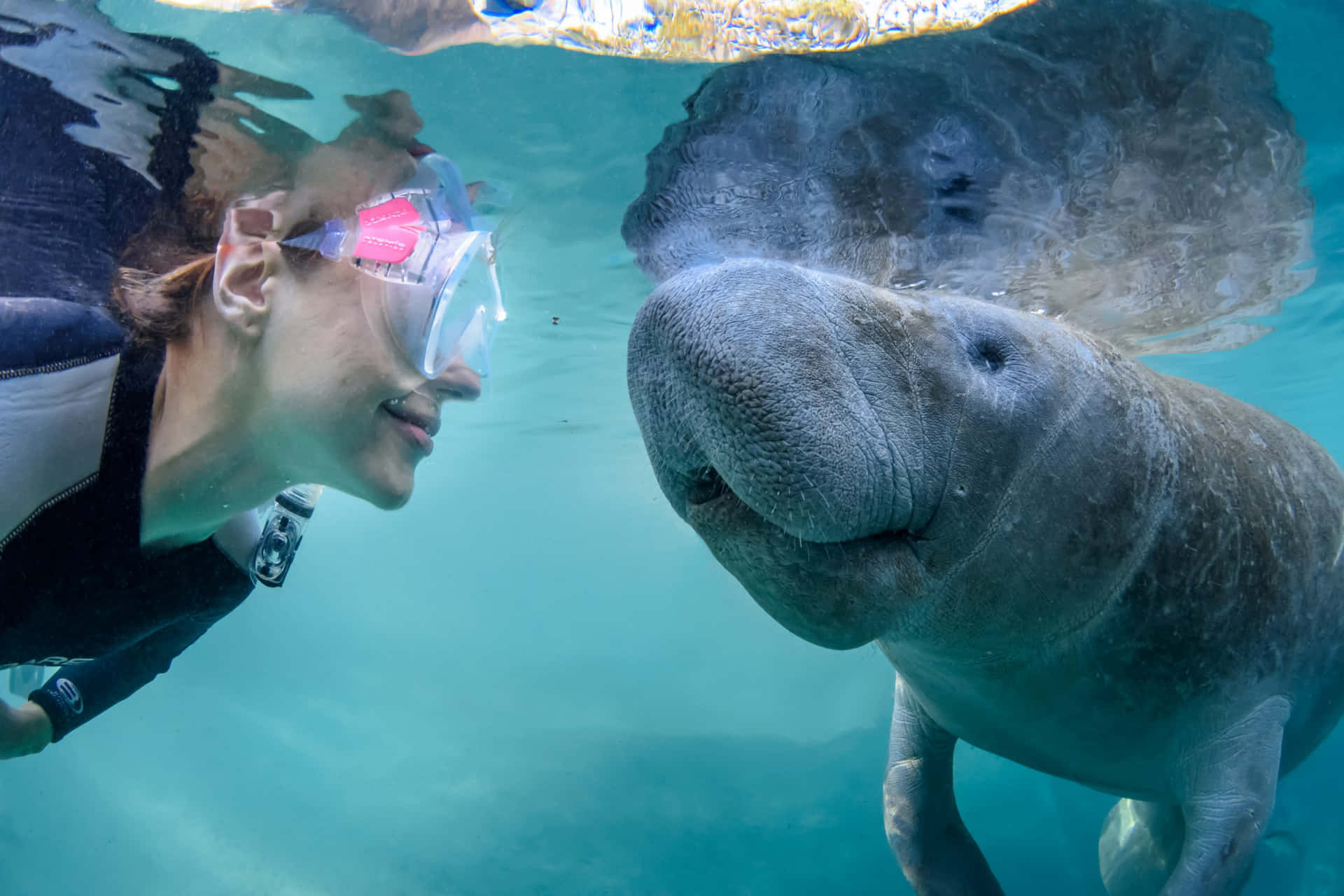 Majestic Manatee Swimming In Crystal Clear Waters Wallpaper