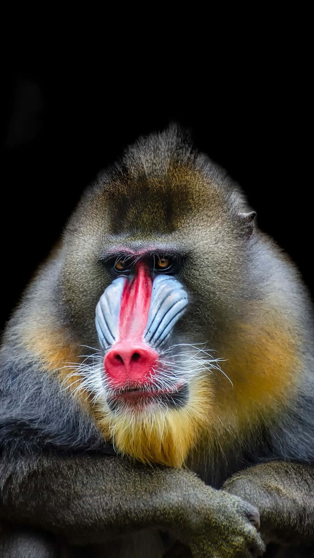 Majestic Mandrill Portrait Wallpaper