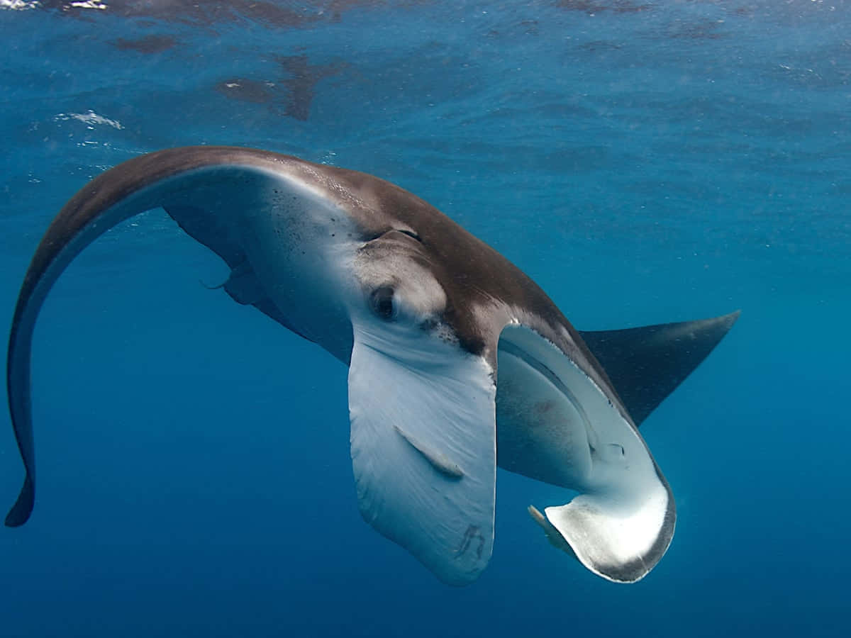 Majestic Manta Ray Gliding Gracefully Underwater Wallpaper