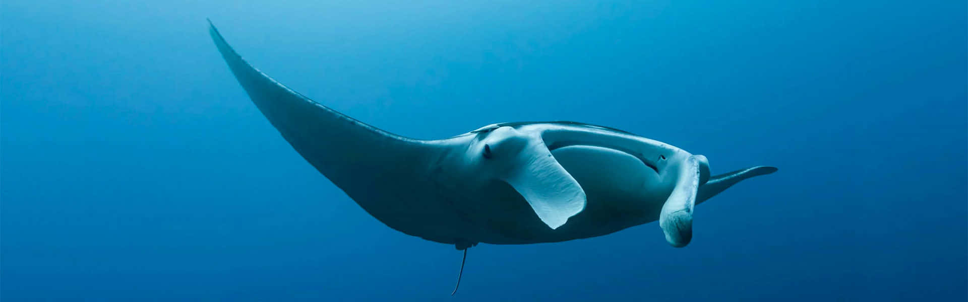 Majestic Manta Ray Gliding Through Ocean Depths Wallpaper