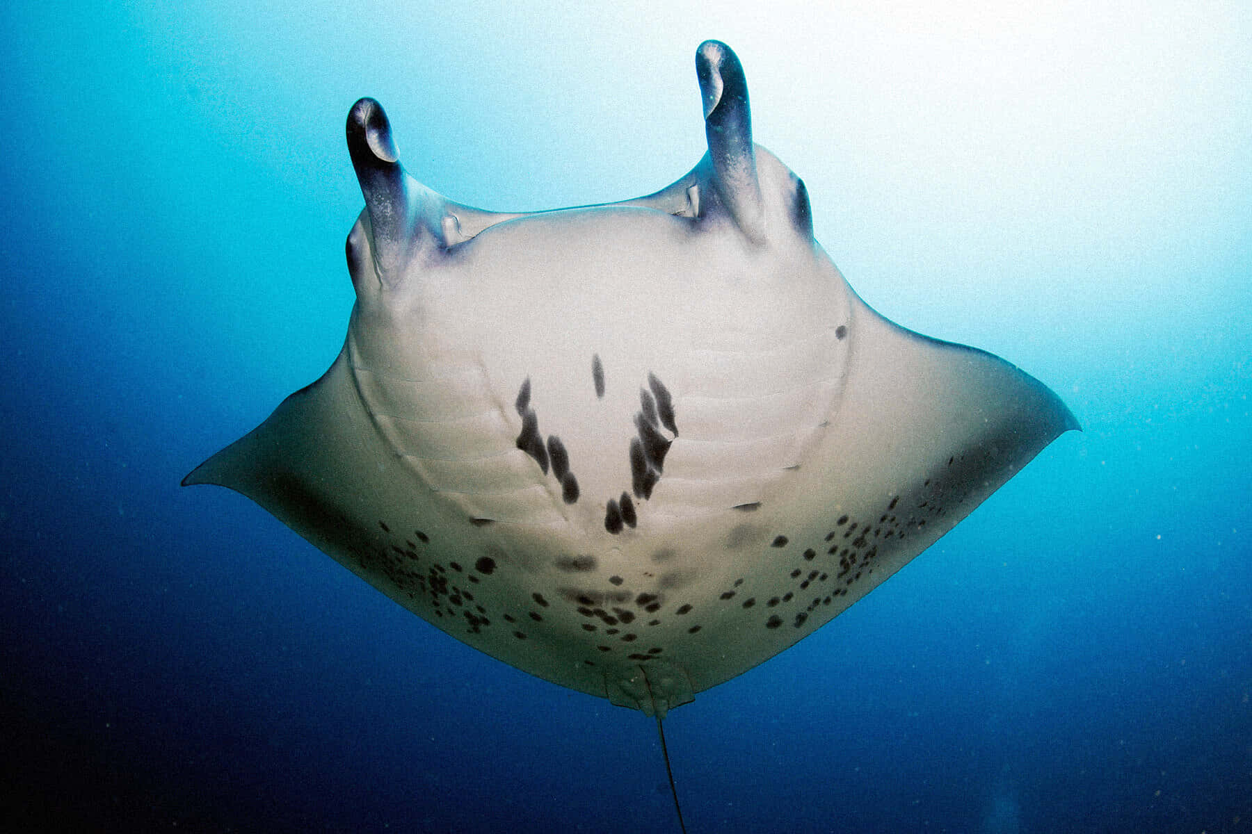 Majestic Manta Ray Gliding Through Sunlit Waters Wallpaper