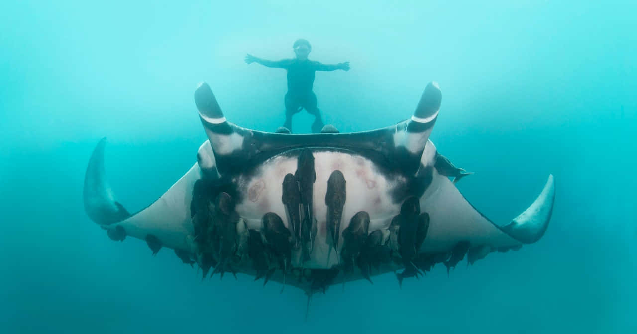 Majestic Manta Ray Gliding Through The Ocean Depths Wallpaper