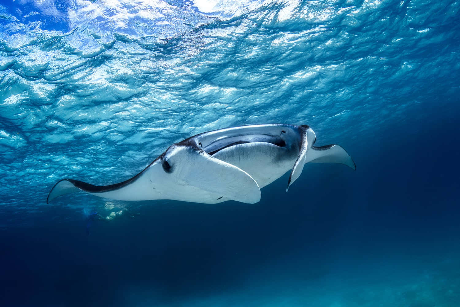 Majestic Manta Ray Gliding Underwater Wallpaper