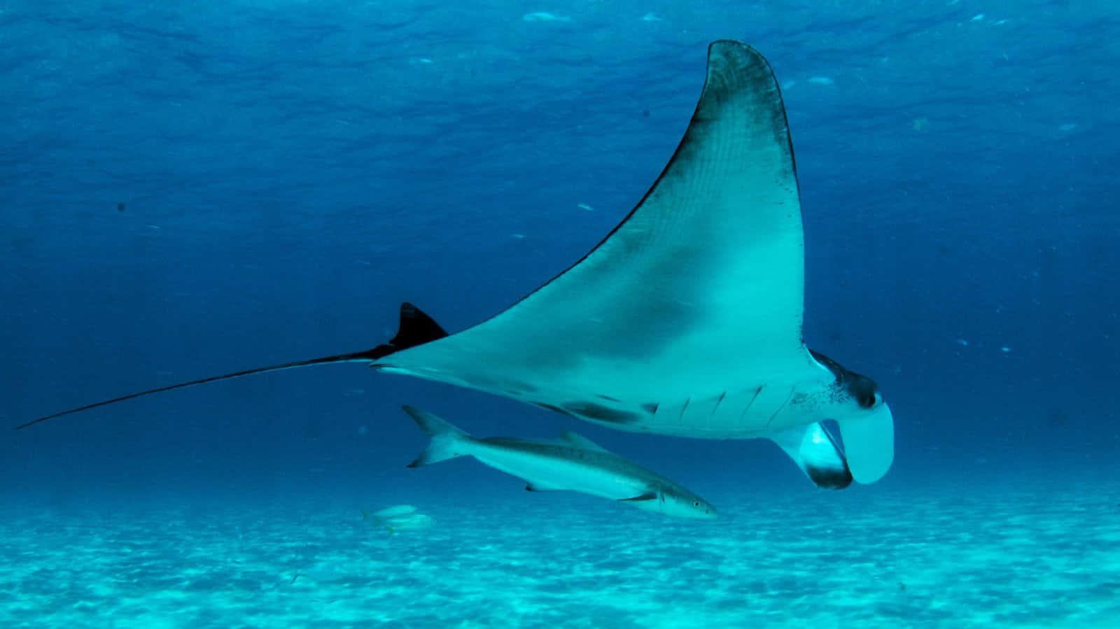 Majestic Manta Ray Gliding Underwater.jpg Wallpaper