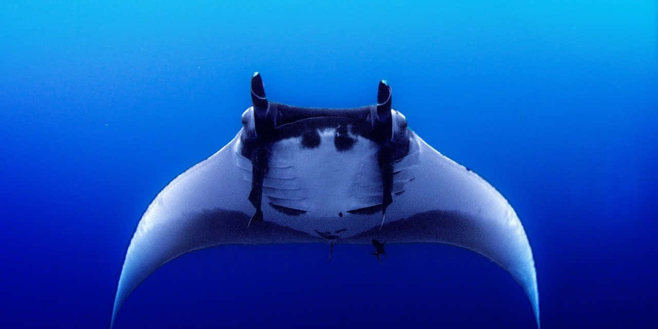 Majestic Manta Ray Gliding Underwater.jpg Wallpaper