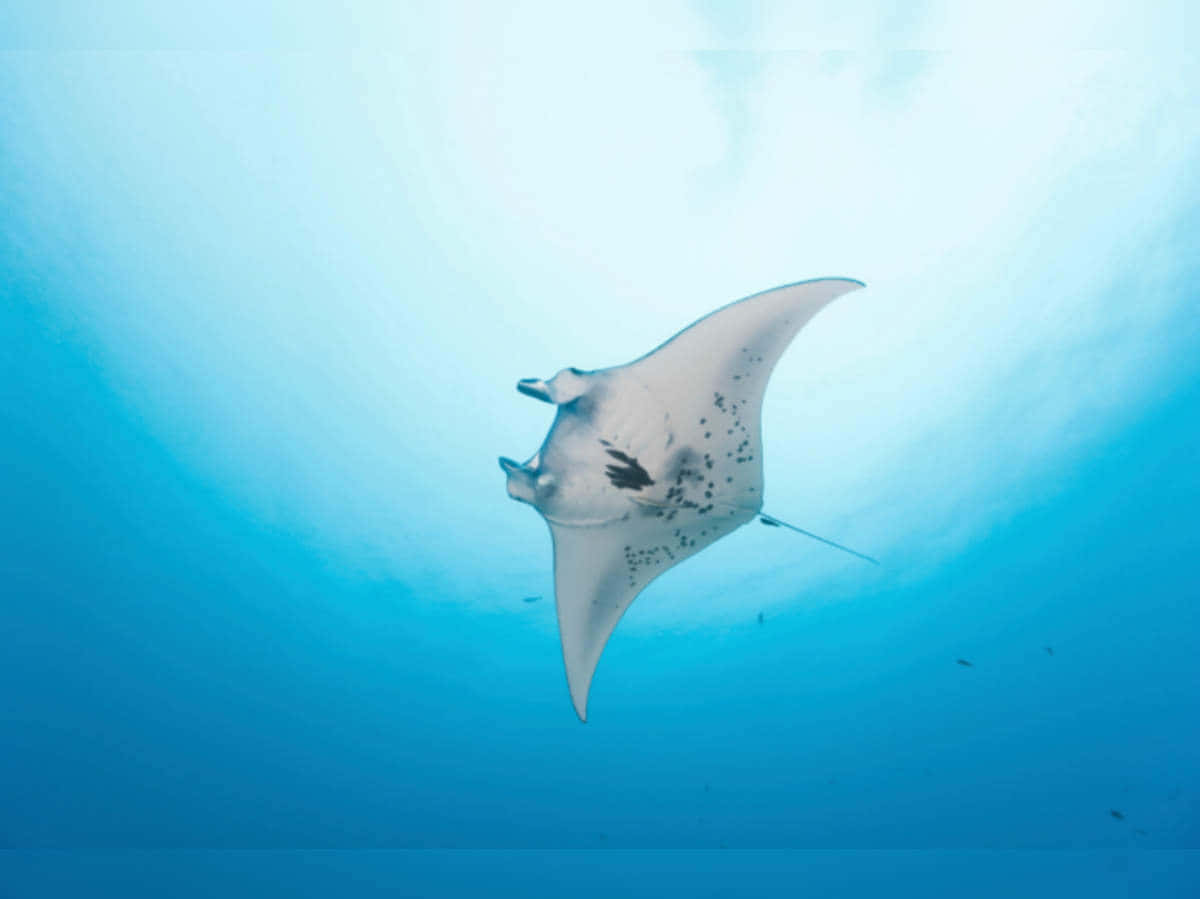 Majestic Manta Ray Gliding Underwater.jpg Wallpaper