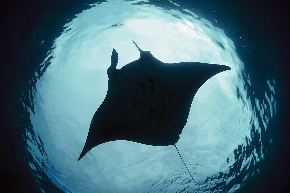 Majestic Manta Ray Silhouette Wallpaper