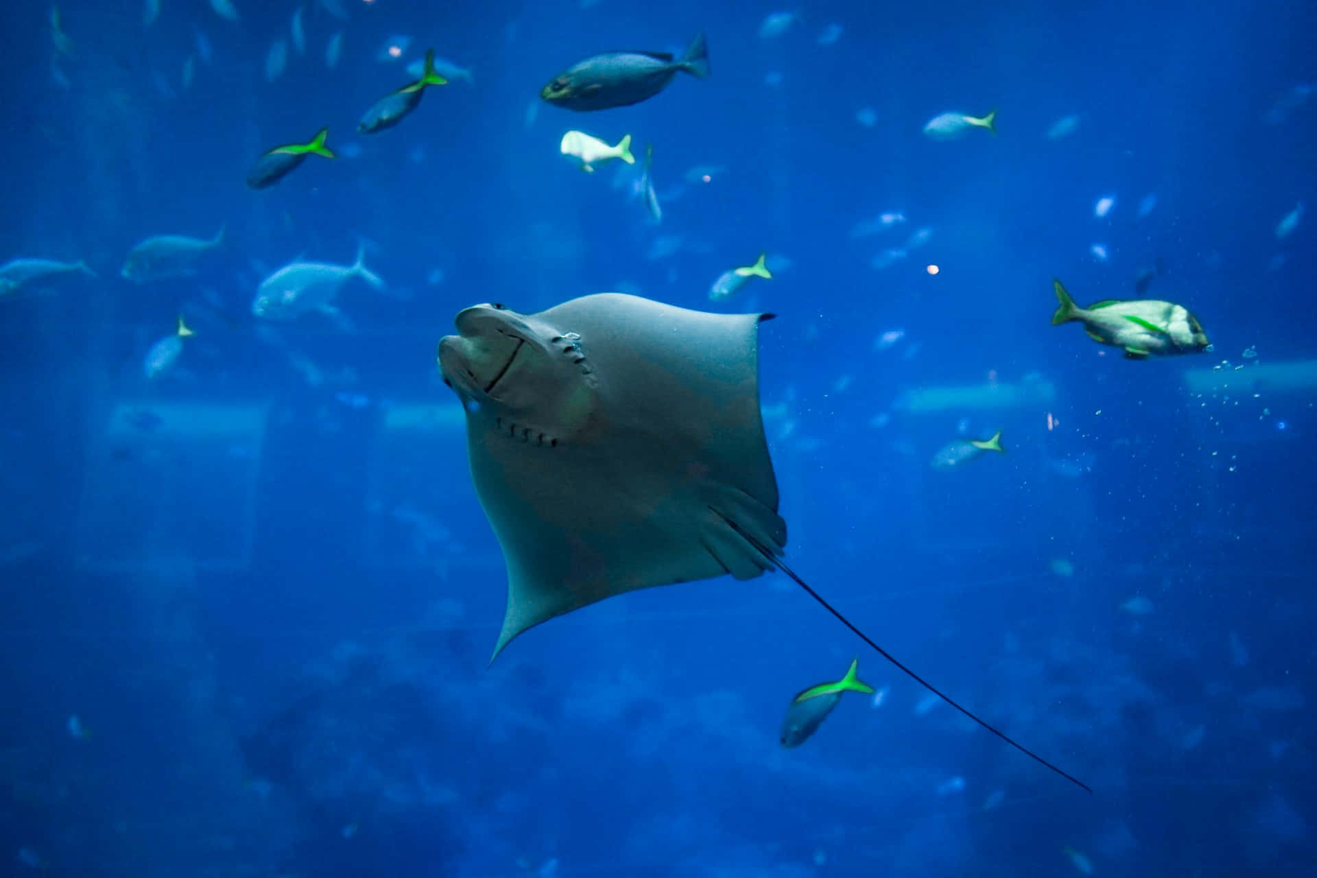 Majestueuze Manta Ray Zwemmen In De Blauwe Oceaan Achtergrond