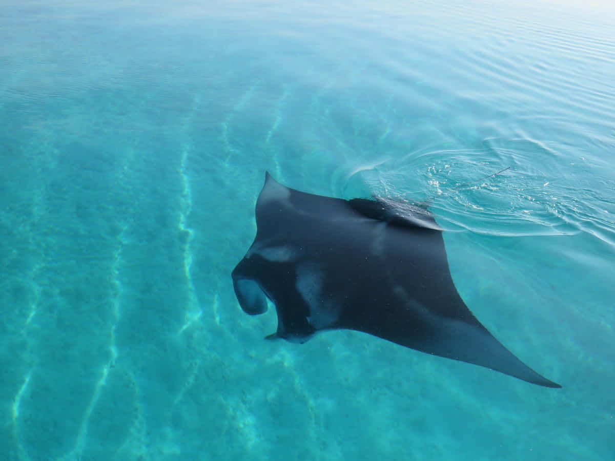 Majestic Manta Ray Swimming Crystal Clear Water.jpg Wallpaper