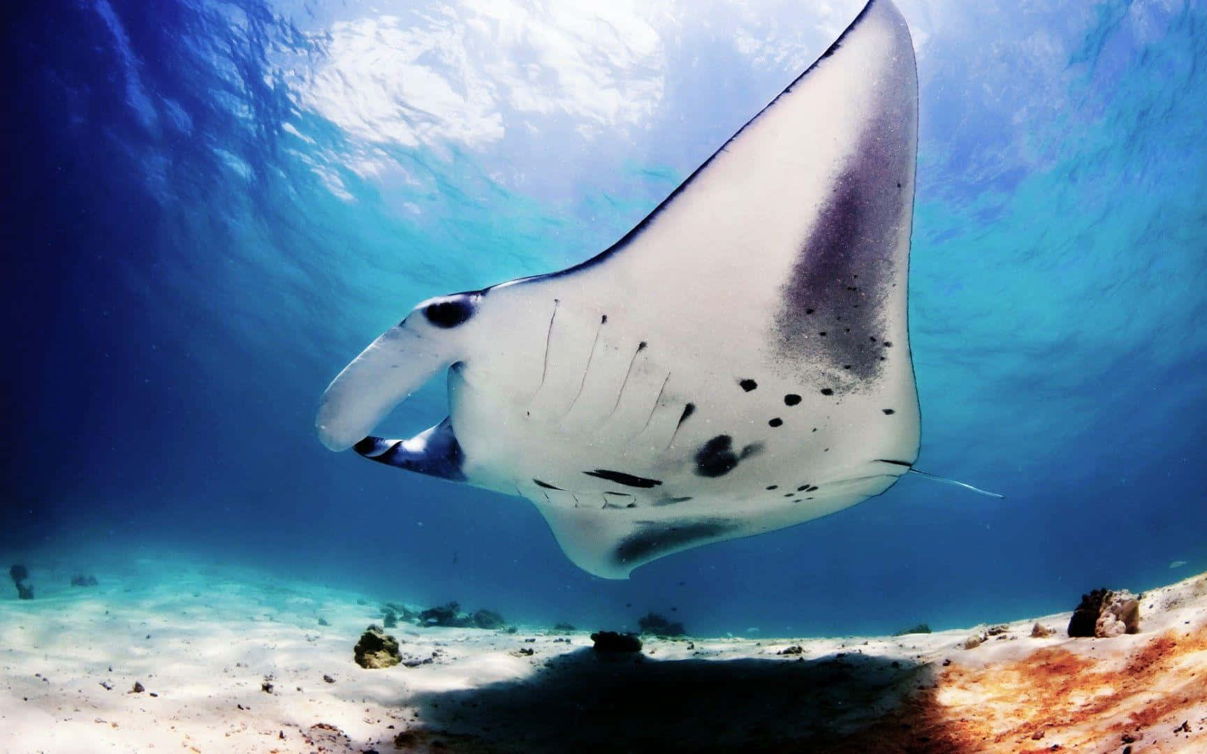 Majestic Manta Ray Underwater Wallpaper