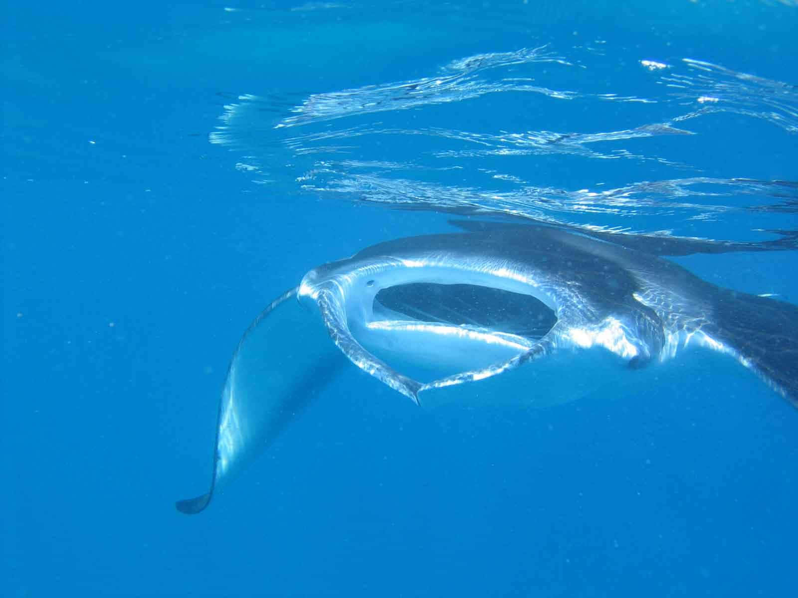 Majestic Manta Ray Underwater.jpg Wallpaper